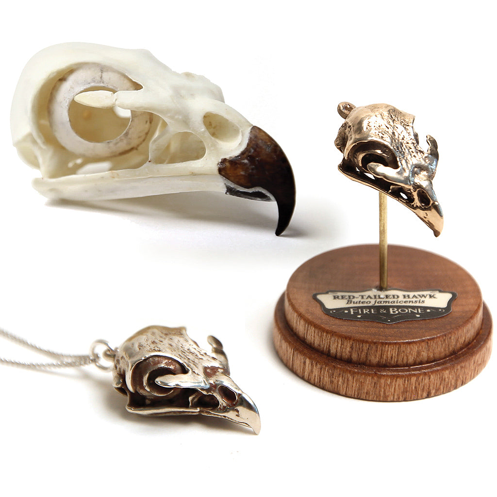 Red Tailed Hawk Skull Pendant by Fire Bone