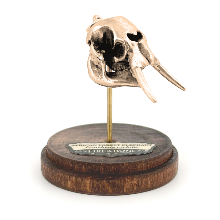Yellow Bronze African Forest Elephant Skull Pendant by Fire & Bone