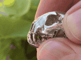 Mountain Lion - Silver