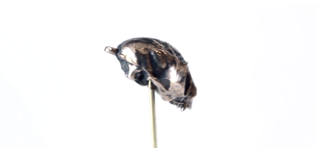 Northern Owl Monkey