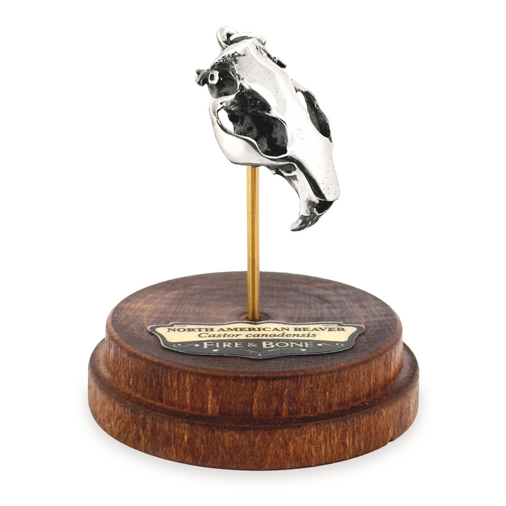 Sterling Silver North American Beaver Skull Pendant by Fire & Bone