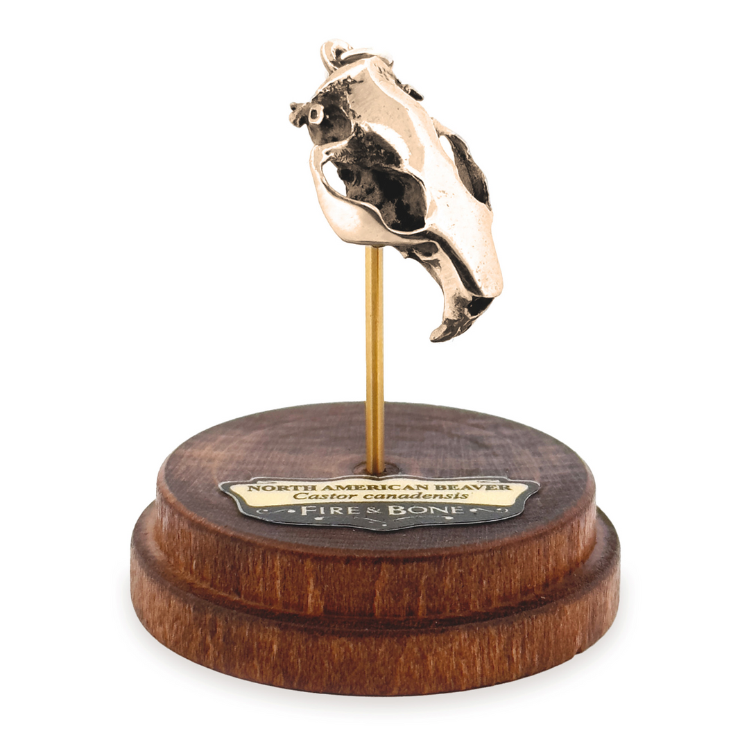 Yellow Bronze North American Beaver Skull Pendant by Fire & Bone