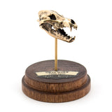 Gray Wolf - Bronze