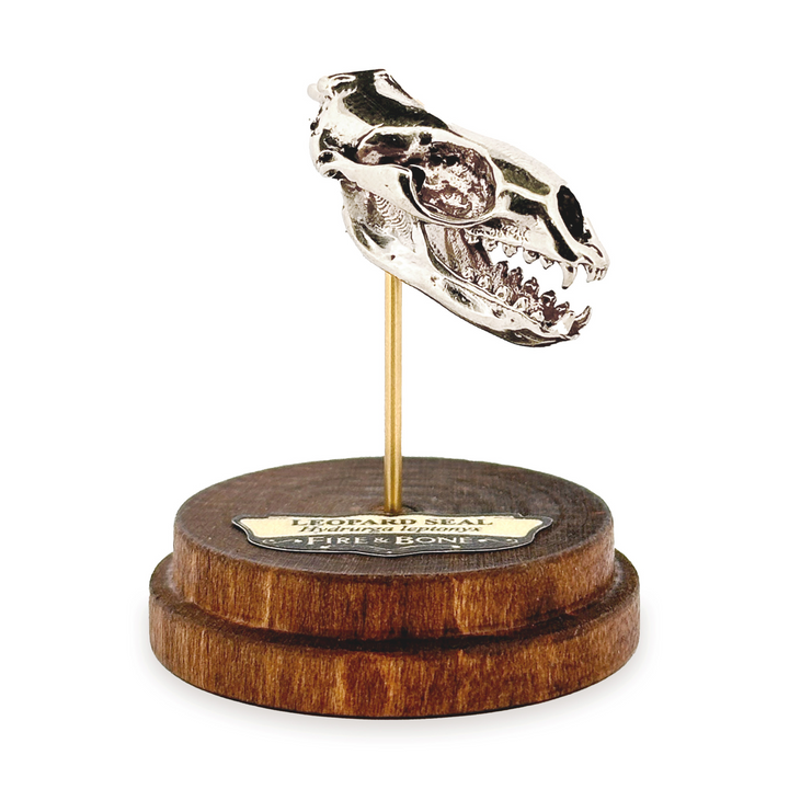 White Bronze Leopard Seal Skull Pendant by Fire & Bone