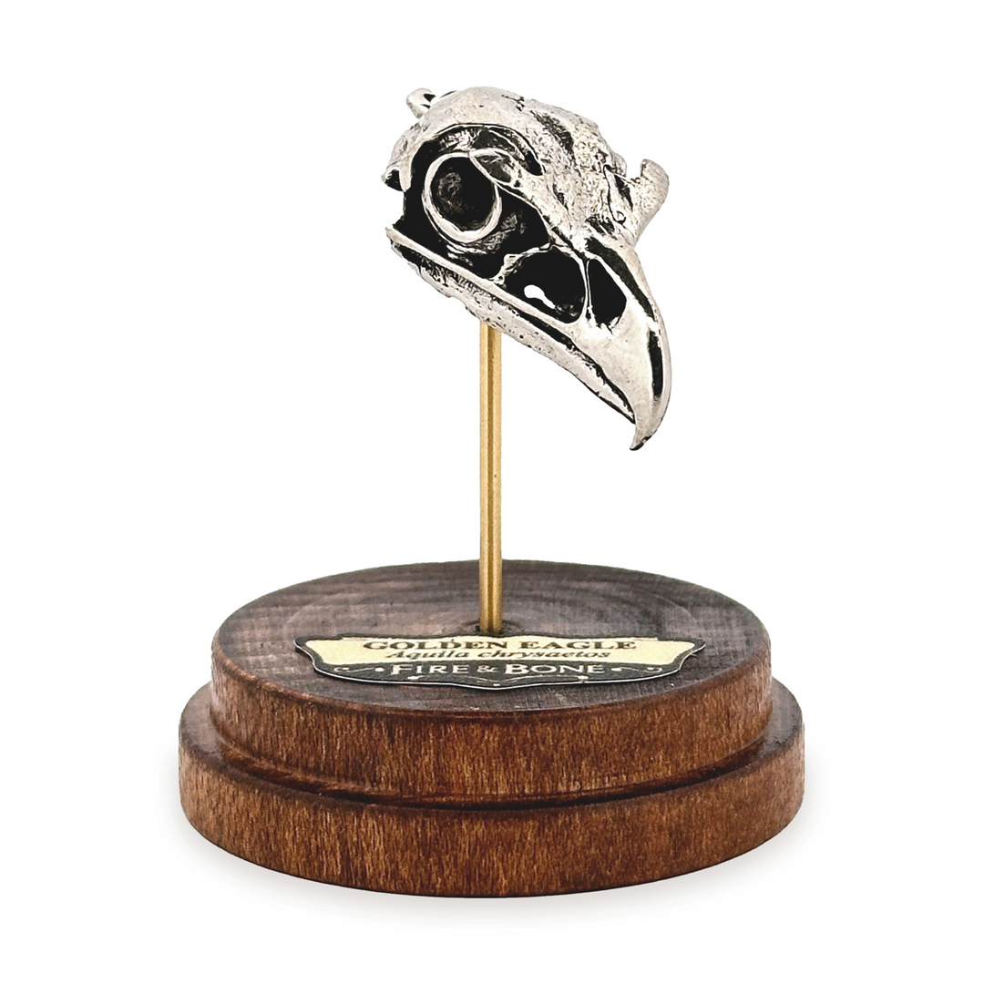 White Bronze Golden Eagle Skull Pendant by Fire & Bone