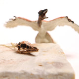 Archaeopteryx - Bronze
