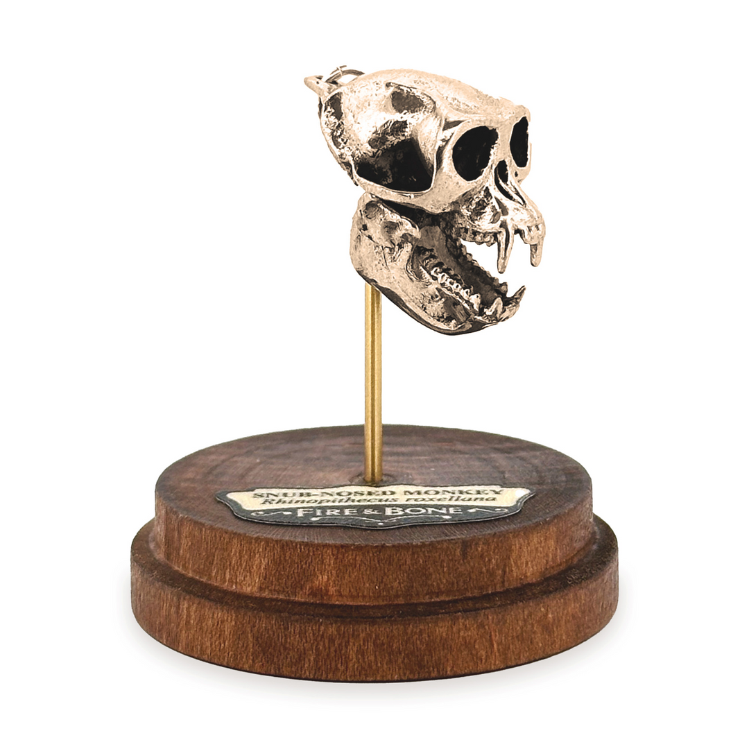 Yellow Bronze Snub-Nosed Monkey Skull Pendant by Fire & Bone