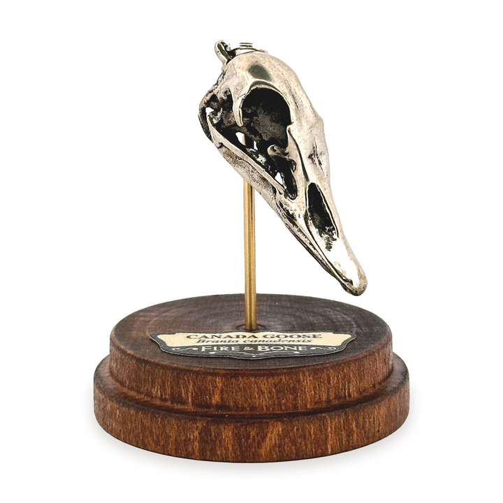 White Bronze Canada Goose Skull Pendant by Fire & Bone