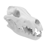 3D Printed Desktop Display Skulls