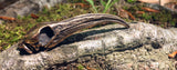 Sacred Ibis - Bronze