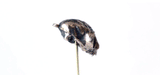 Northern Owl Monkey - Silver