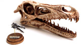 Velociraptor - Bronze