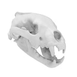 3D Printed Desktop Display Skulls