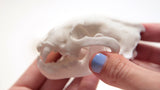 3D Printed Desktop Display Skulls